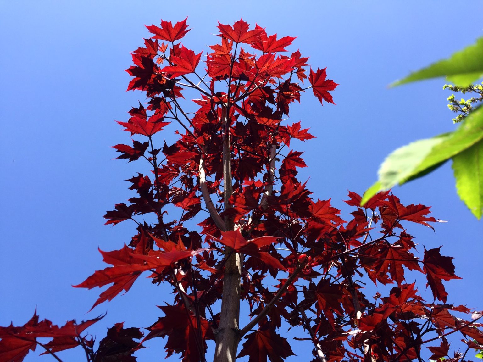 Дерево с красными листьями название и фото